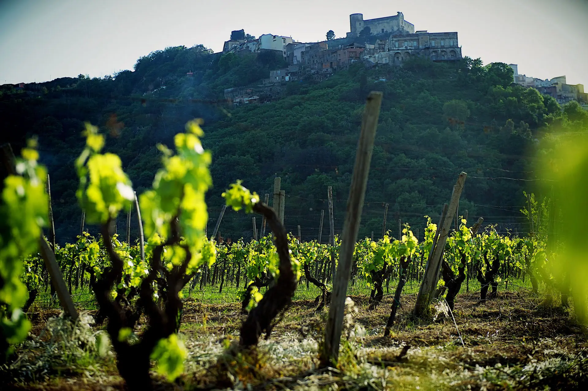 Agriturismo Vasari: Where Tradition Meets Innovation