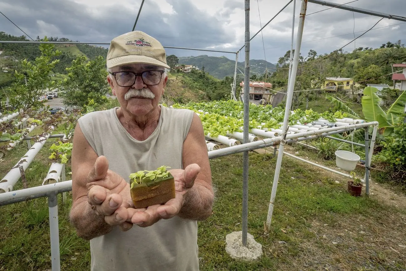 Using solar power and hydroponic to grow fruit and veg