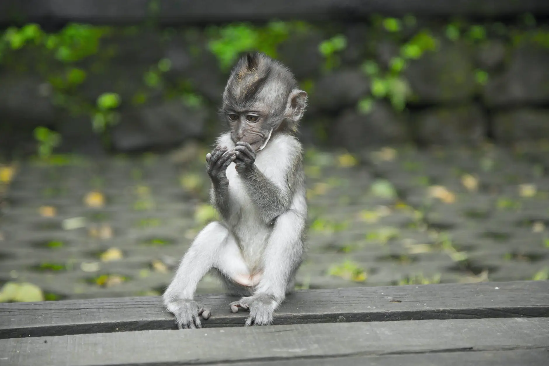 primate sitting on wooden surface