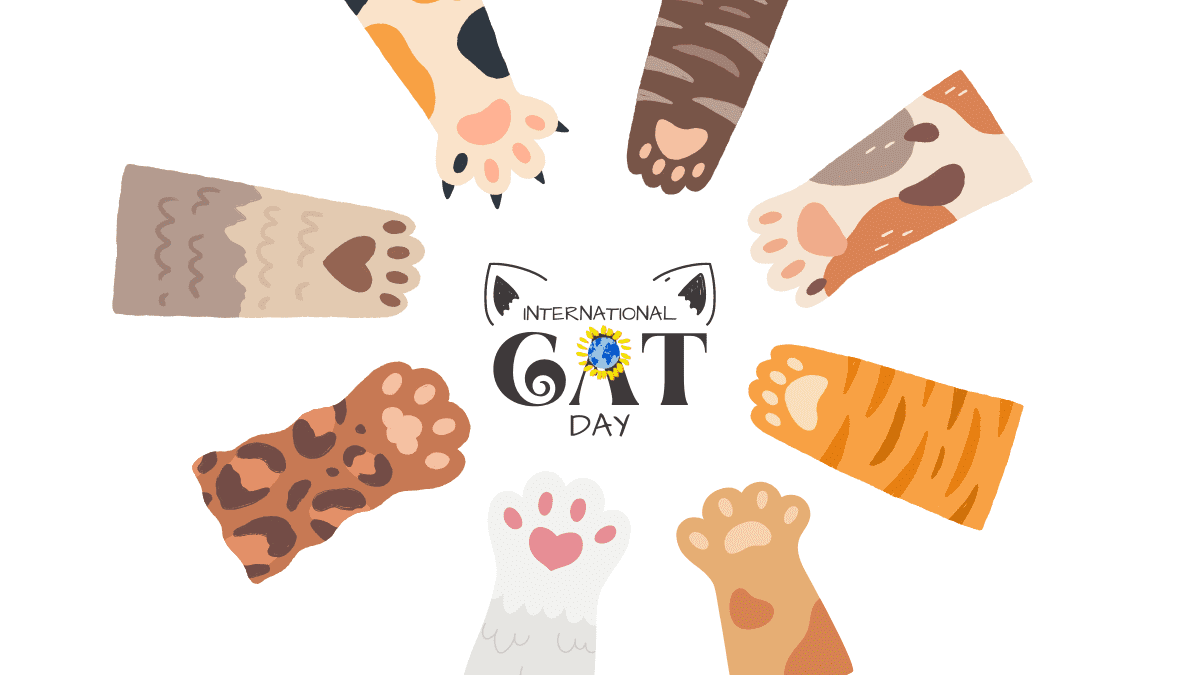 International cat day