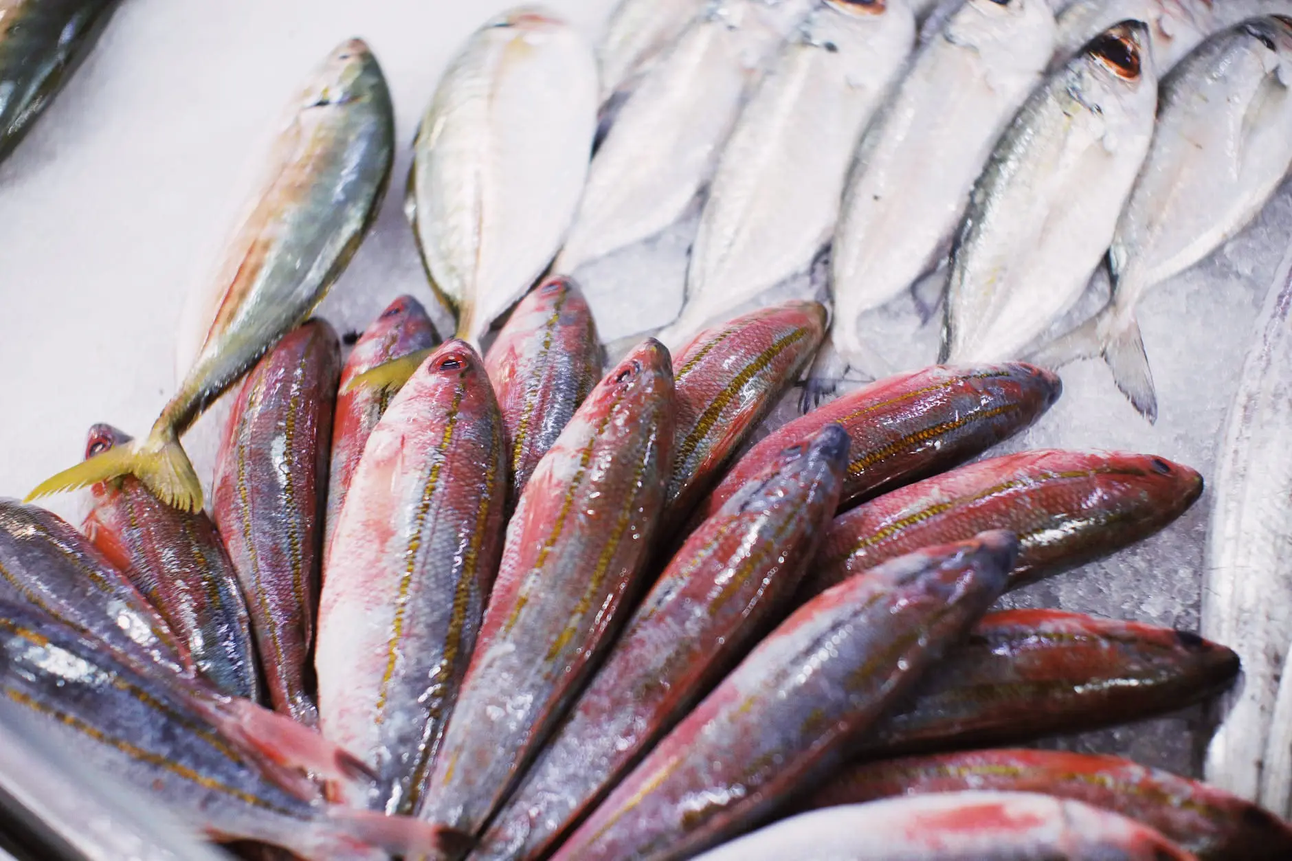 assorted fresh fish placed on counter
