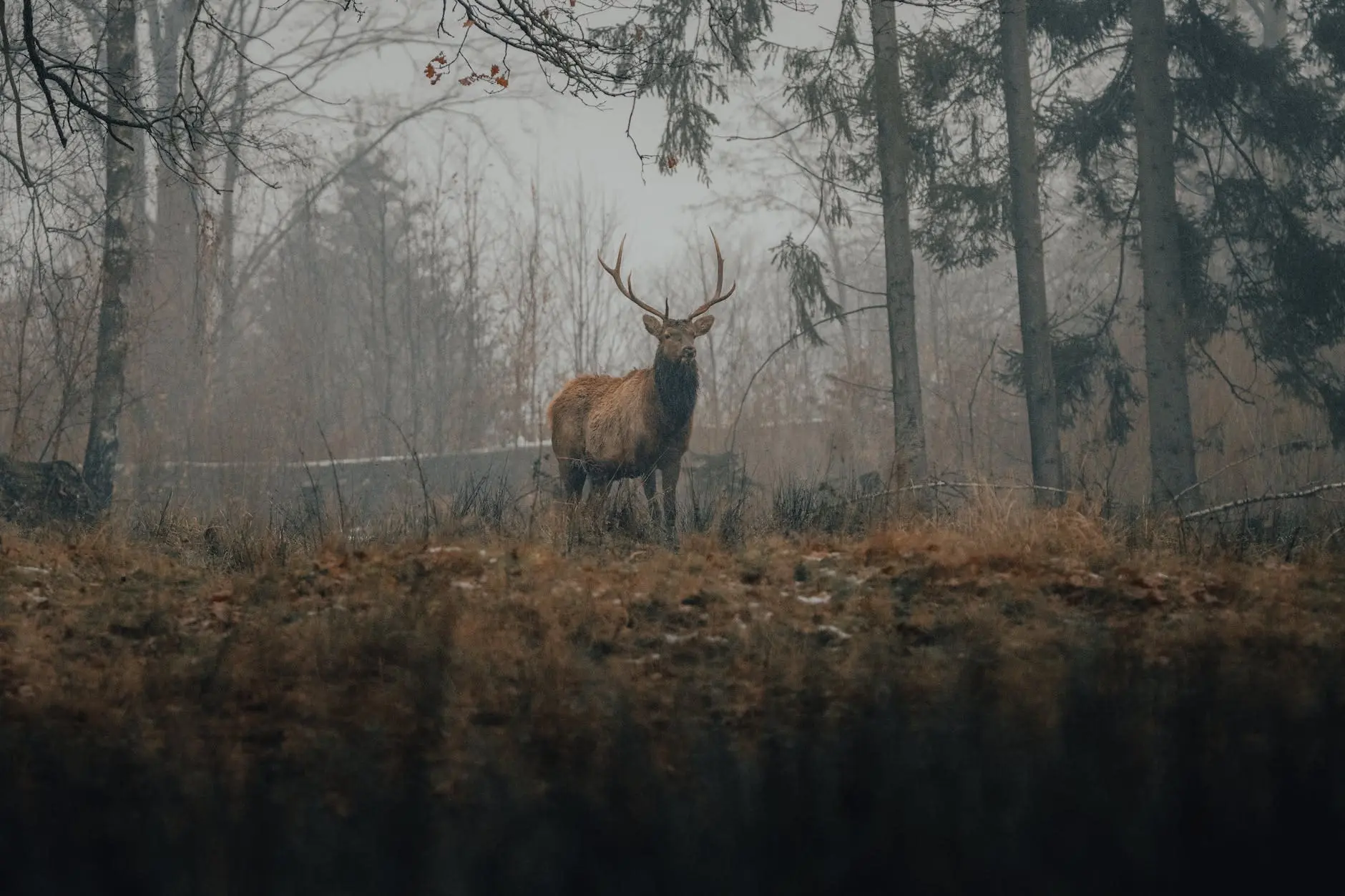 deer standing in woods in fall - Geography & Climate of the norwegian country