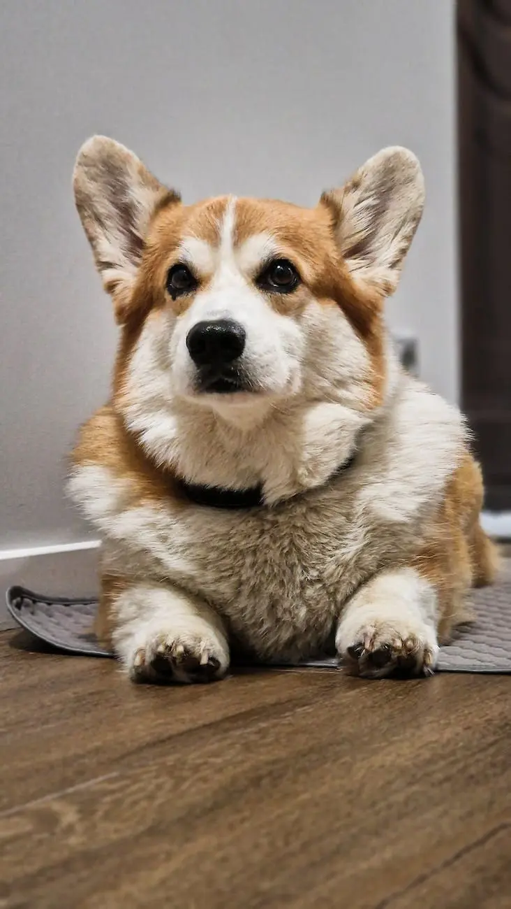 welsh corgi lying on the floor
