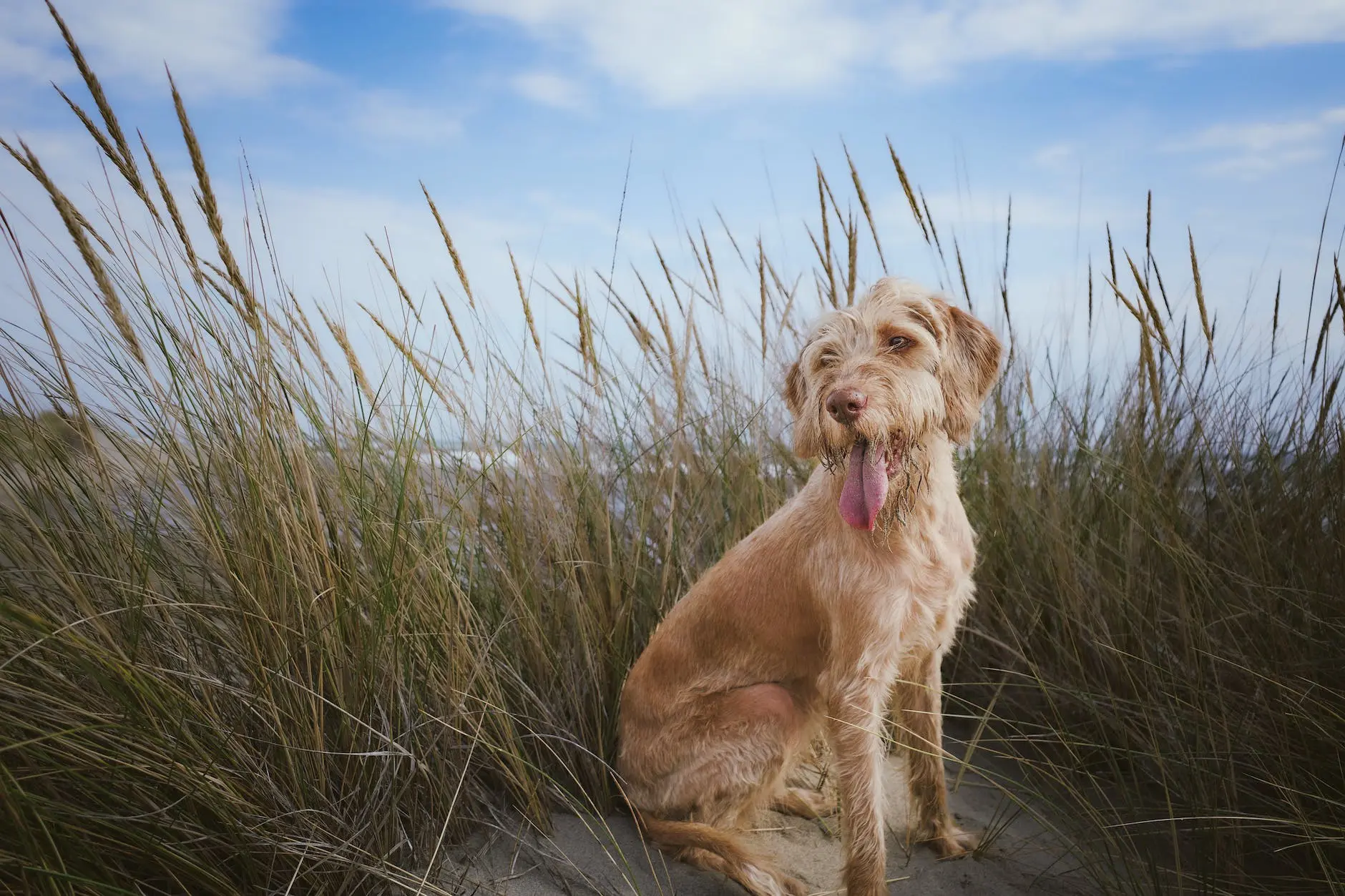 scruffy dog among grass in seaside