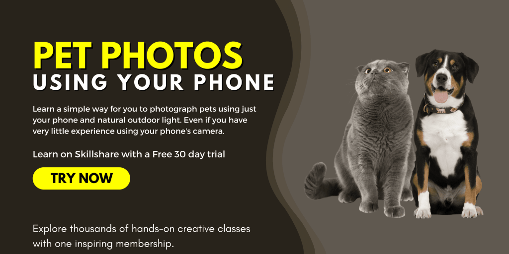 adopt a pet or learn how to take photos with a skillshare course